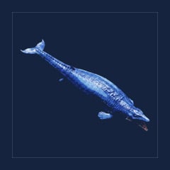 Basilosaurus | Lvl 362, 23 Colors [15xPair]