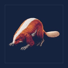 Castoroides | Lvl 362 | Top Stats