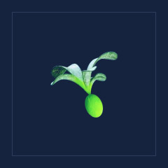 Cherimoya Rotsac