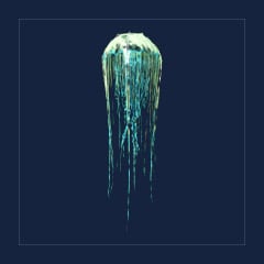 Cnidaria | Lvl Random