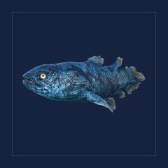 Coelacanth | Lvl Random