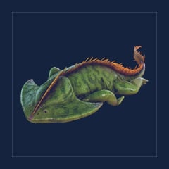 Diplocaulus | Lvl 362 | Top Stats