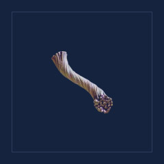Fiber