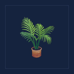 Ficus