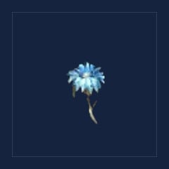 Frozen Aster
