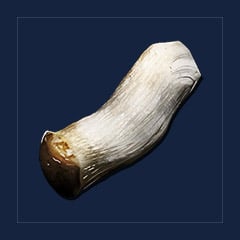 Fungal Wood [x180K]