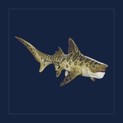 Helicoprion | Lvl 362, 6 Colors [6xPair]