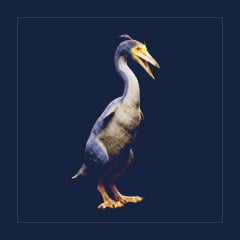 Hesperornis | Lvl 362, 17 Colors [17xPair]