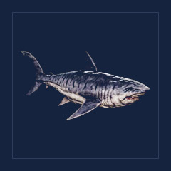 Megalodon | Lvl 362, 11 Colors [11xPair]