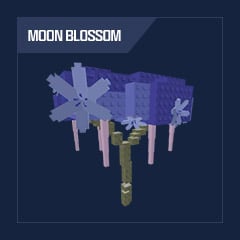 1 x Moon Mango
