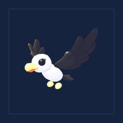 Pilot Gull