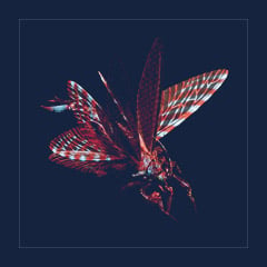 Rhyniognatha | Lvl Random | Random Stats