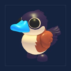 Ruddy Duck