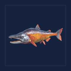 Sabertooth Salmon | Lvl Random