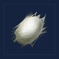 Silk [x180K]