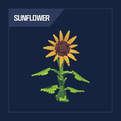 Sunflower + Moon Mango